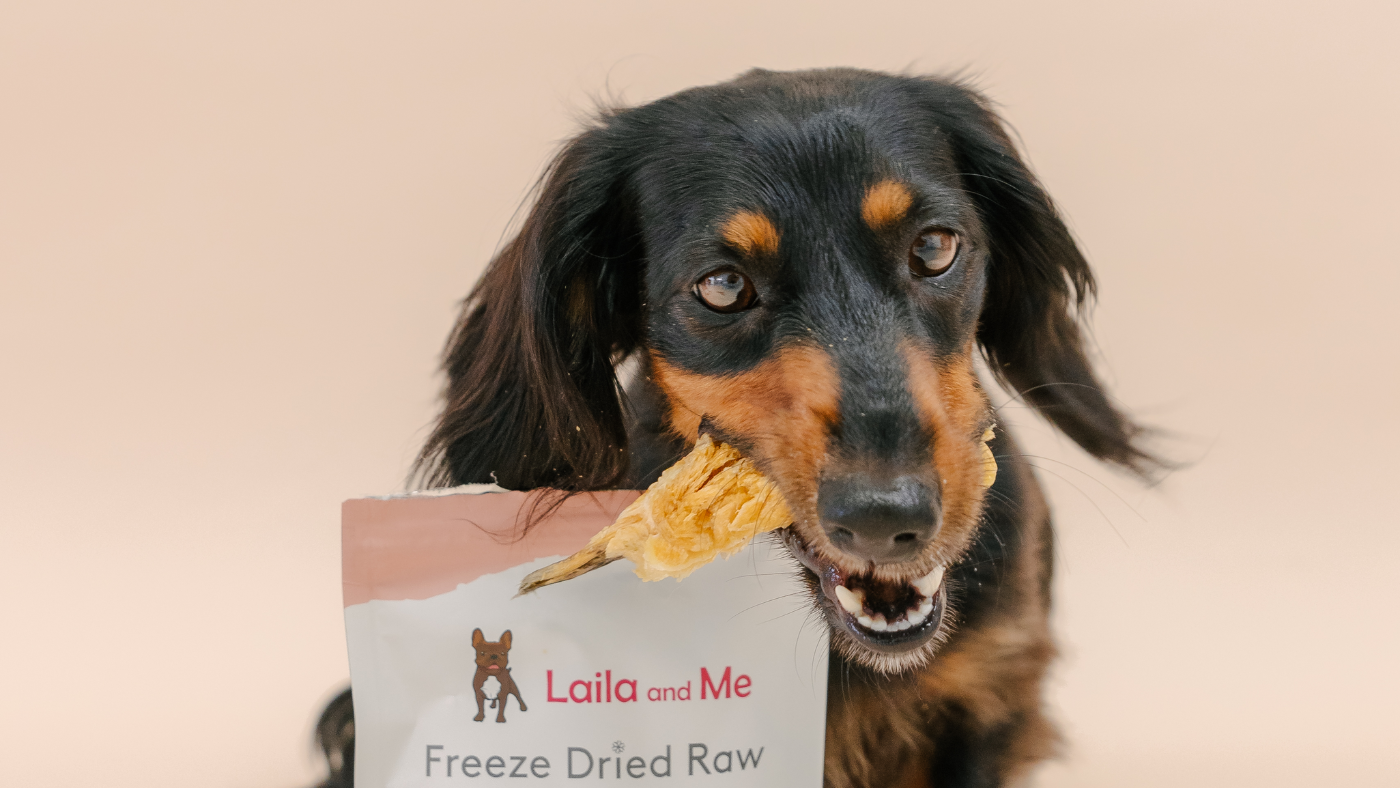 Can Dogs Eat Salmon? Laila and Me