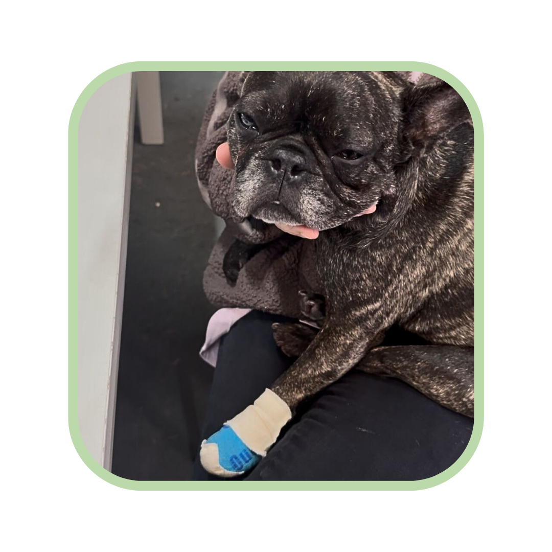 Injured Dog named Bella
