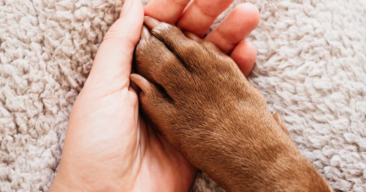 Protect your Pets Paws - Laila and Me