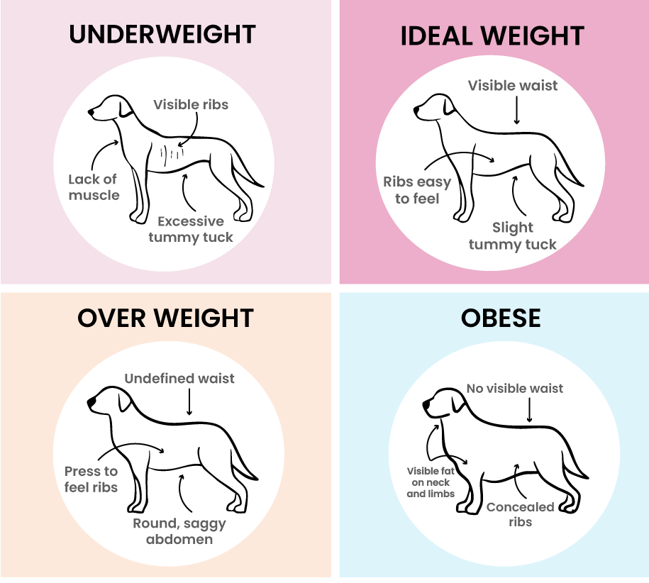 Is Your Dog a Snack or the Whole Meal? Use This Body Condition Guide