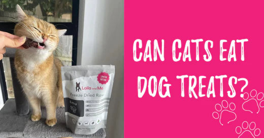 Can you feed dogs cat treats outlet