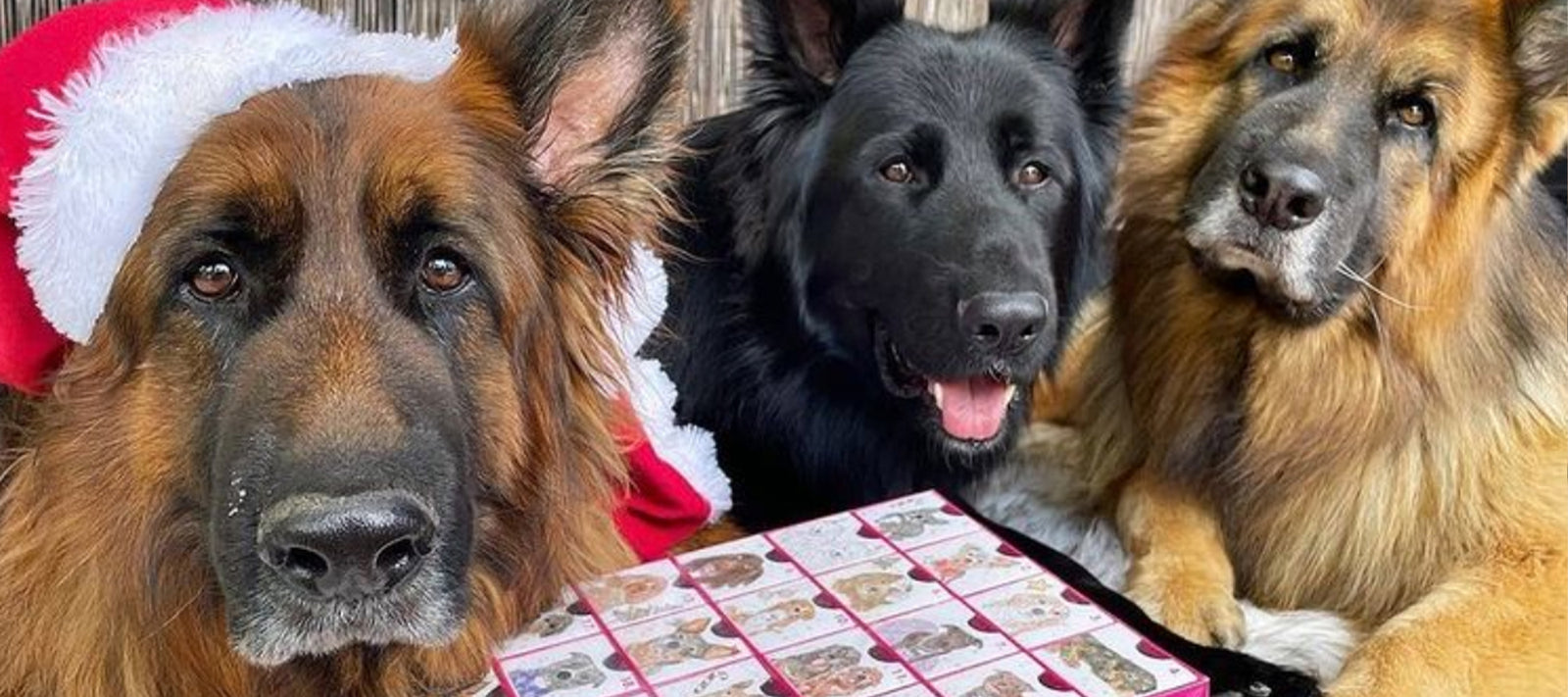 What to get my dog for Christmas - Laila and Me