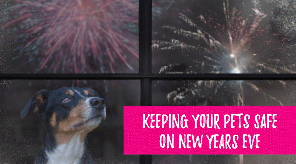 How to keep your pets safe on New Years Eve by Laila and Me 