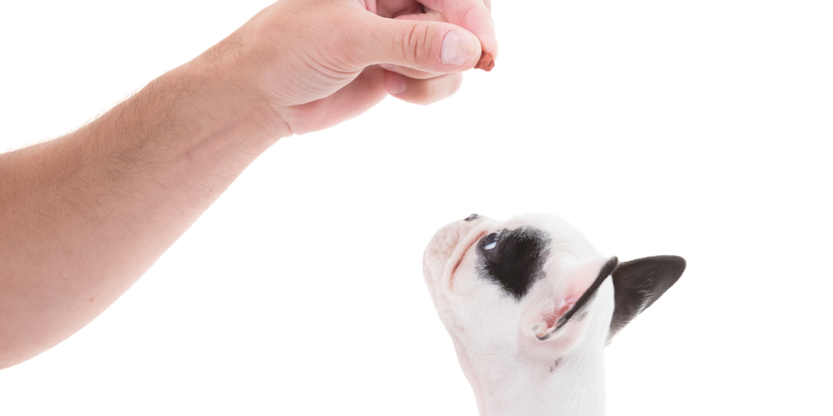 What are the best puppy treats? Laila and Me