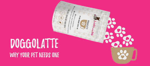 Why your dog needs a doggolatte by Laila and Me