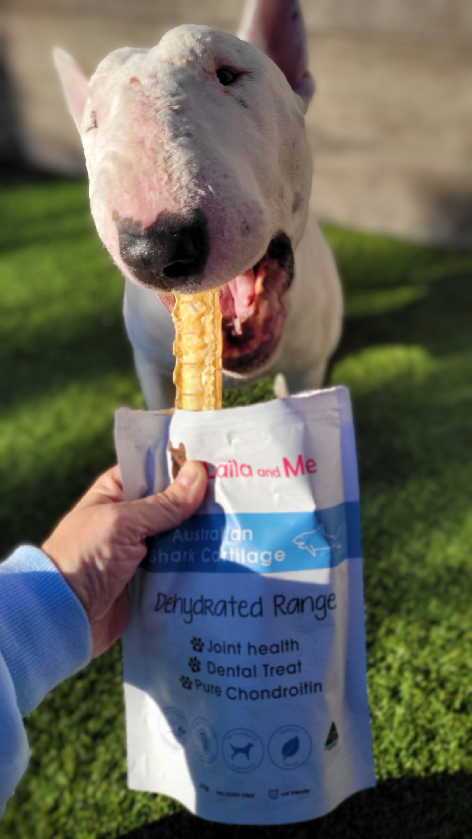 Australian Gummy Shark Cartilage