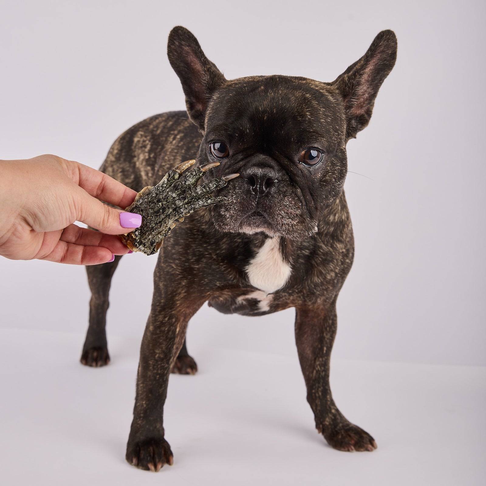 Longer Lasting Sample Mix (Large)