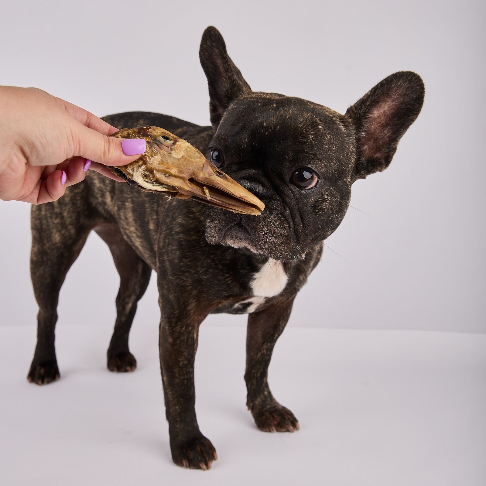 Dehydrated Duck Heads