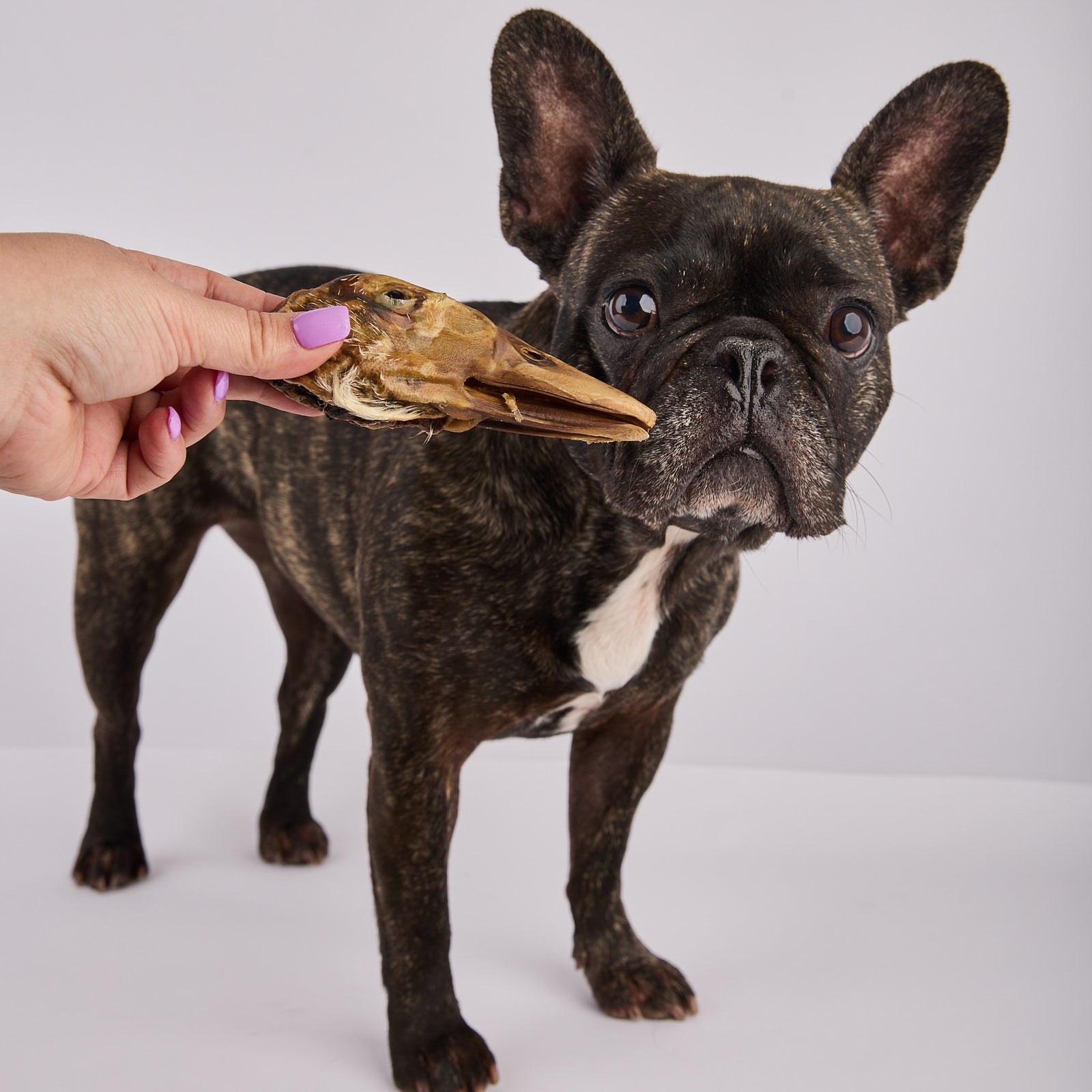 Dehydrated Duck Heads
