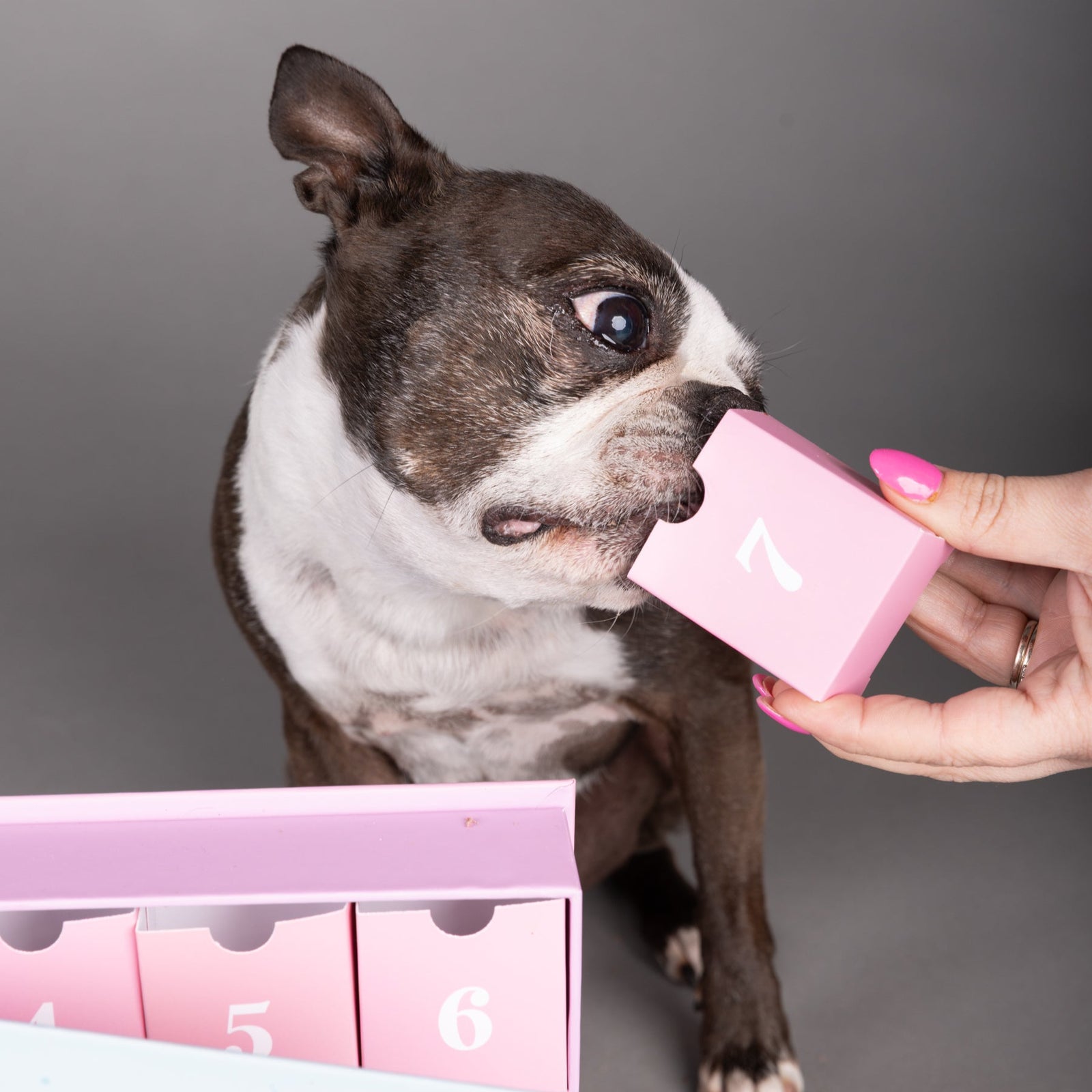 2025 Dog Advent Calendar