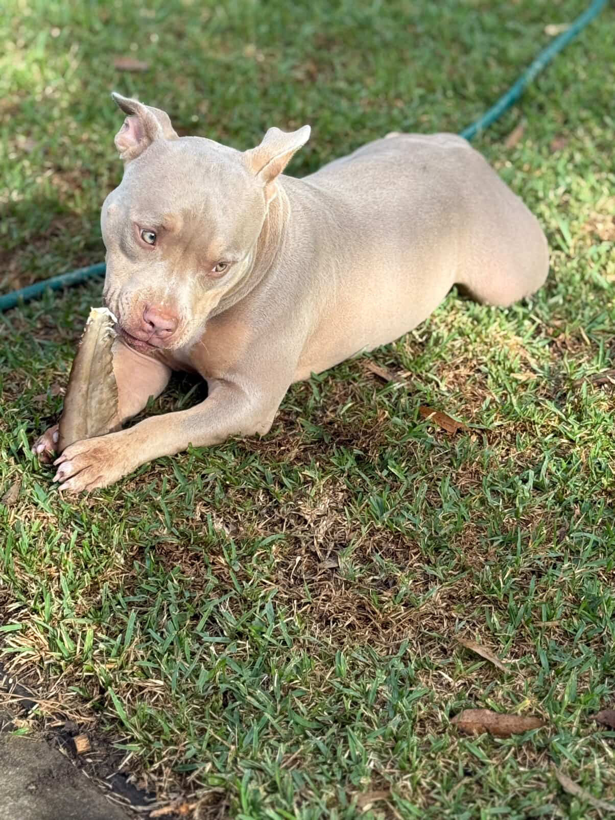 Gummy Shark Tail (2 Pack)