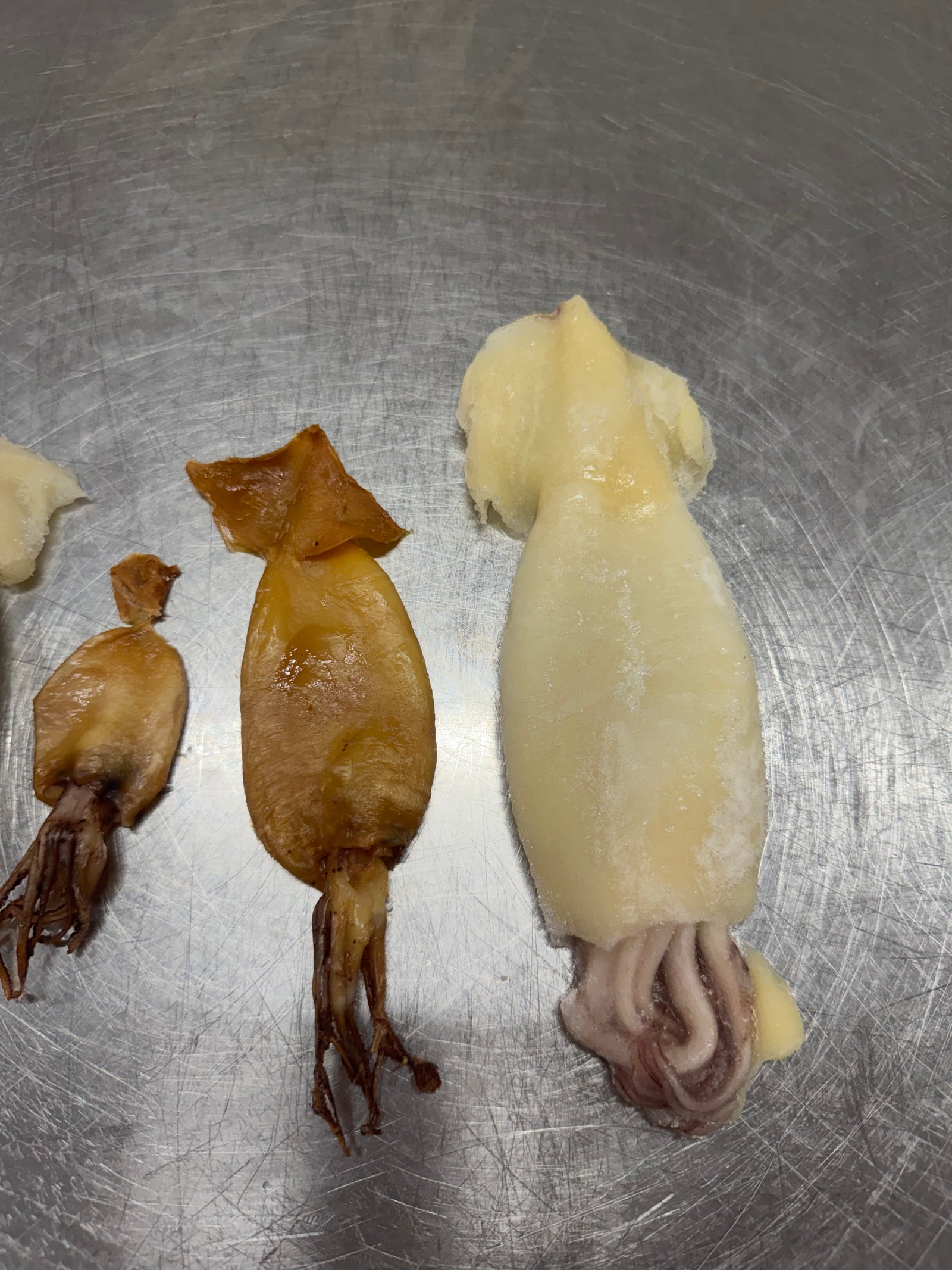 Limited Edition Arrow Squid