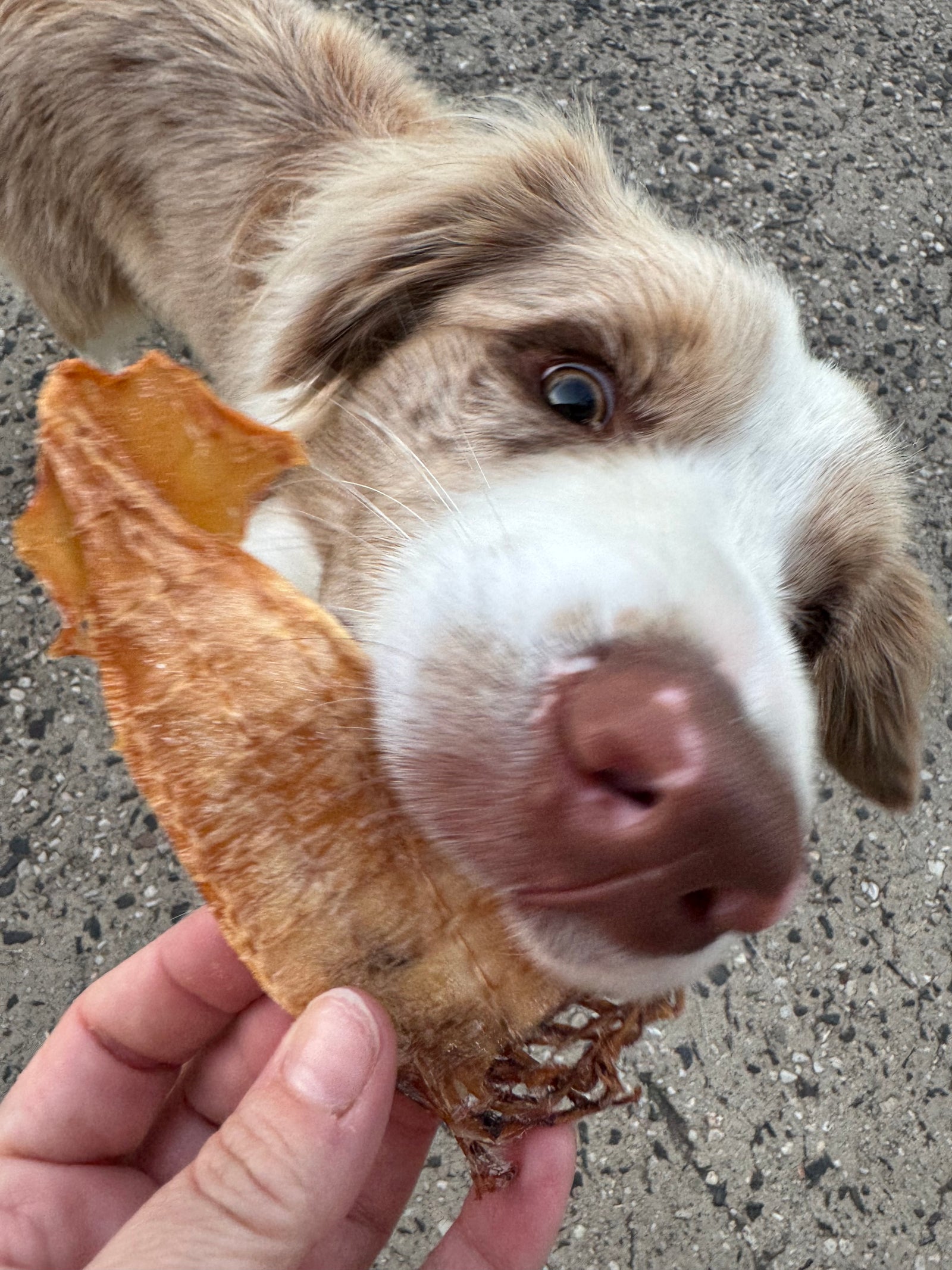 Limited Edition Arrow Squid