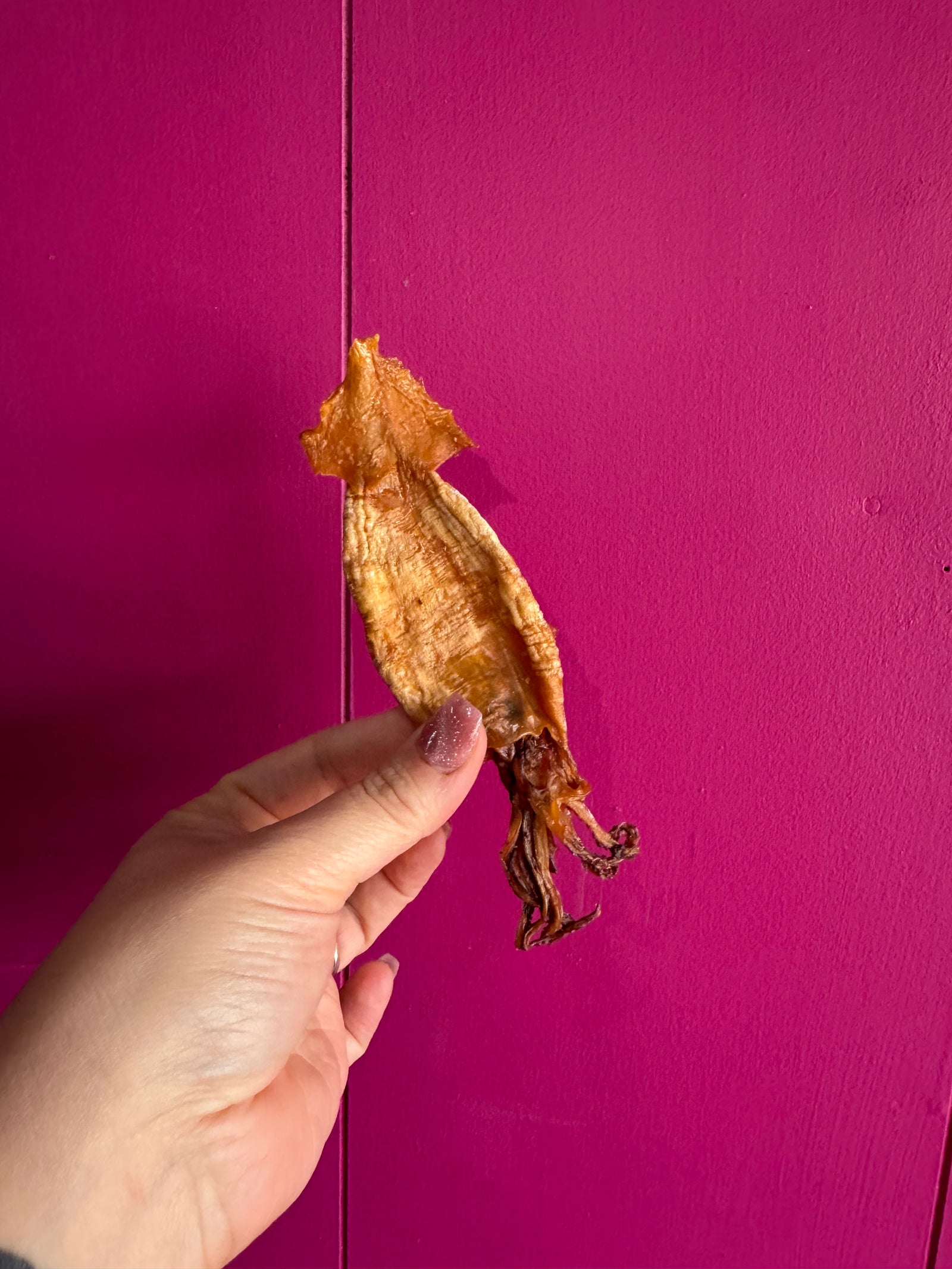 Limited Edition Arrow Squid