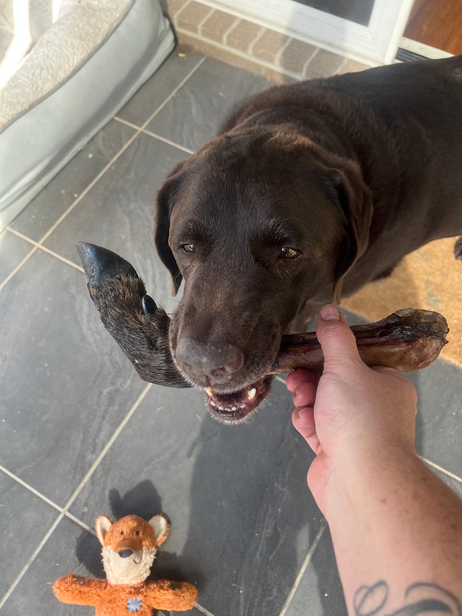 Venison Legs with Fur (2 Pack)