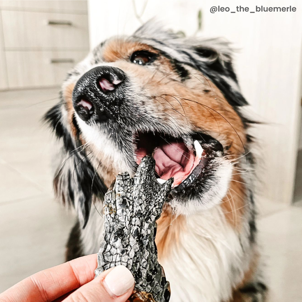 A blue merle dog eating a Laila and me Crocodile foot