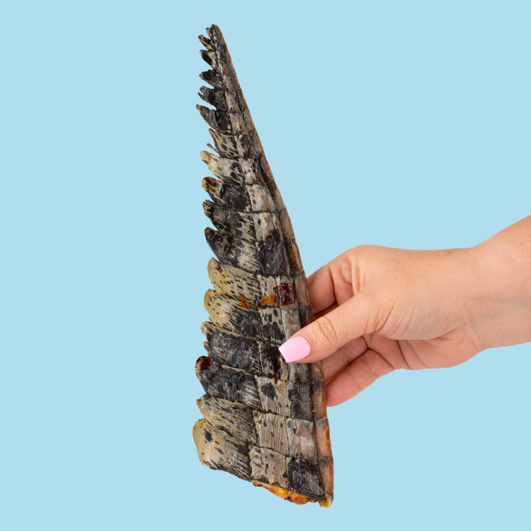 Crocodile Dog Treat Laila and Me Crocodile Tail for Dogs