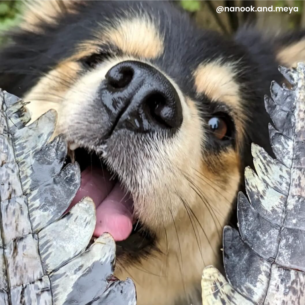 Crocodile dog treat by Laila and Me Melbourne
