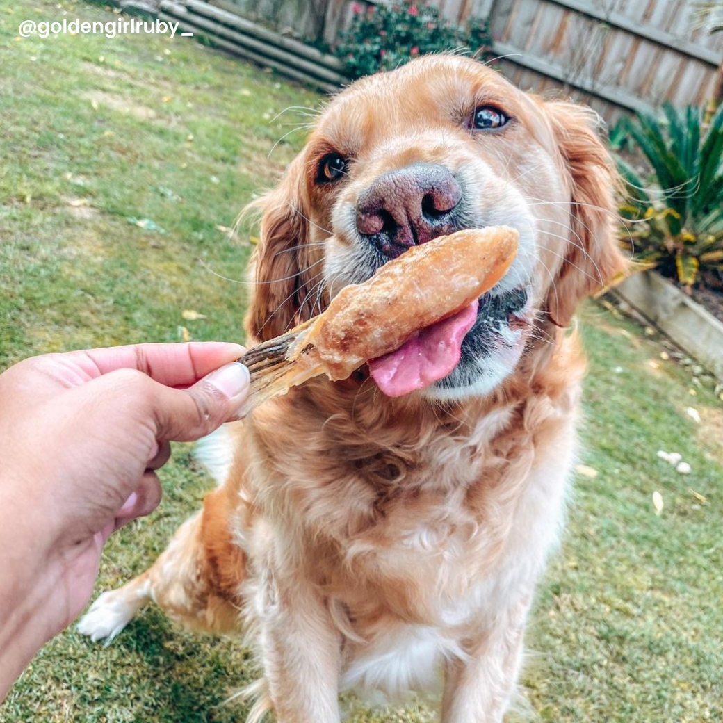 Laila and Me Healthy Fish Salmon Belly Dog Treats Freeze Dried Dog Treats High Value Affordable Training Dog Treats