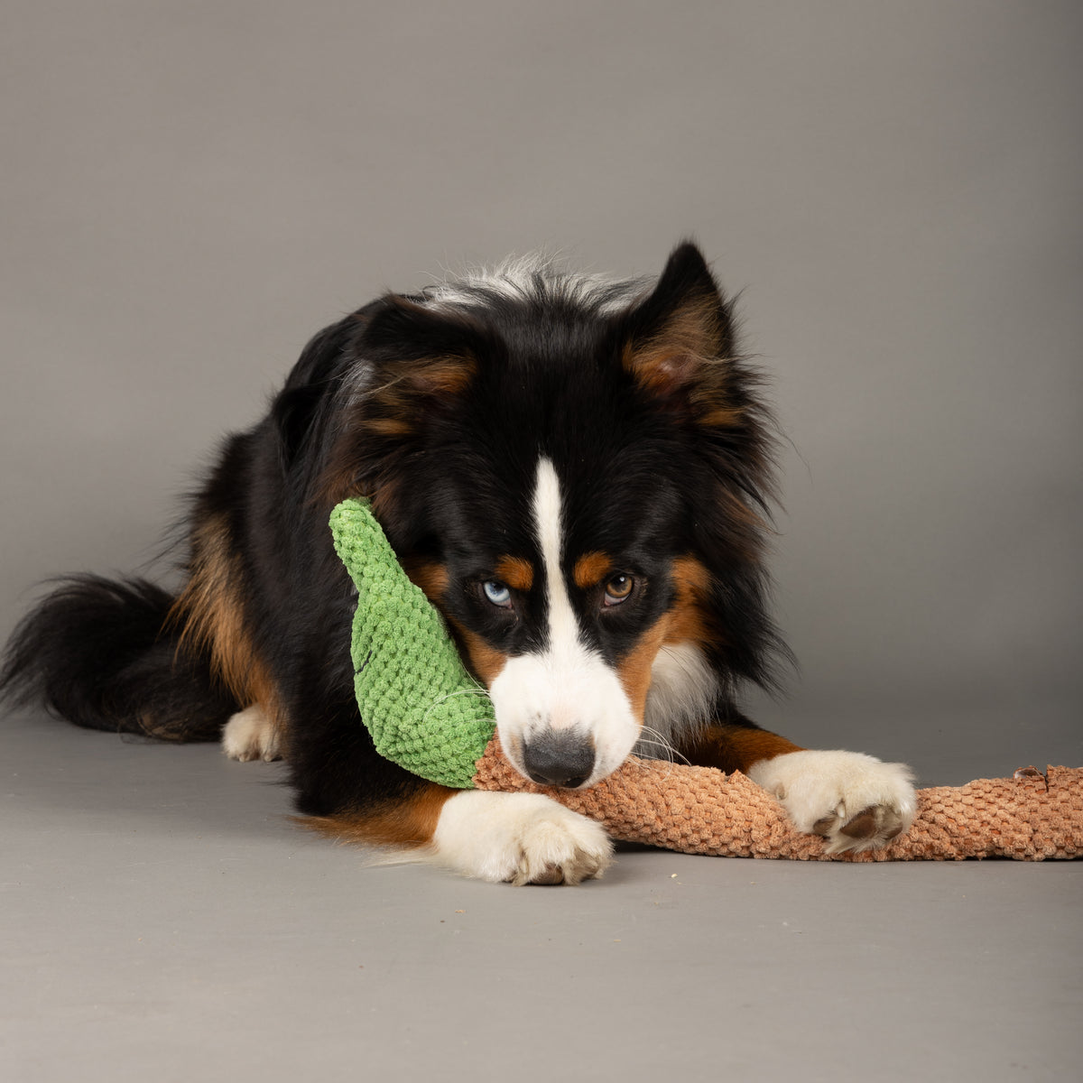 Snail Enrichment Toy