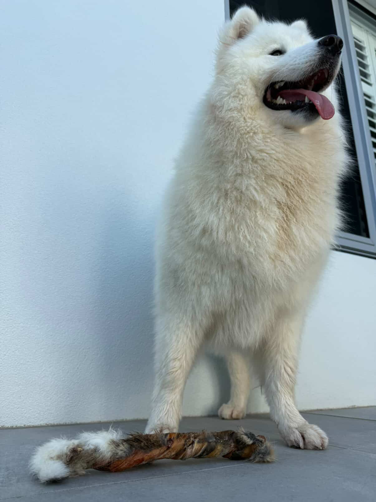 Laila and Me wild rabbit fur twist long lasting chew