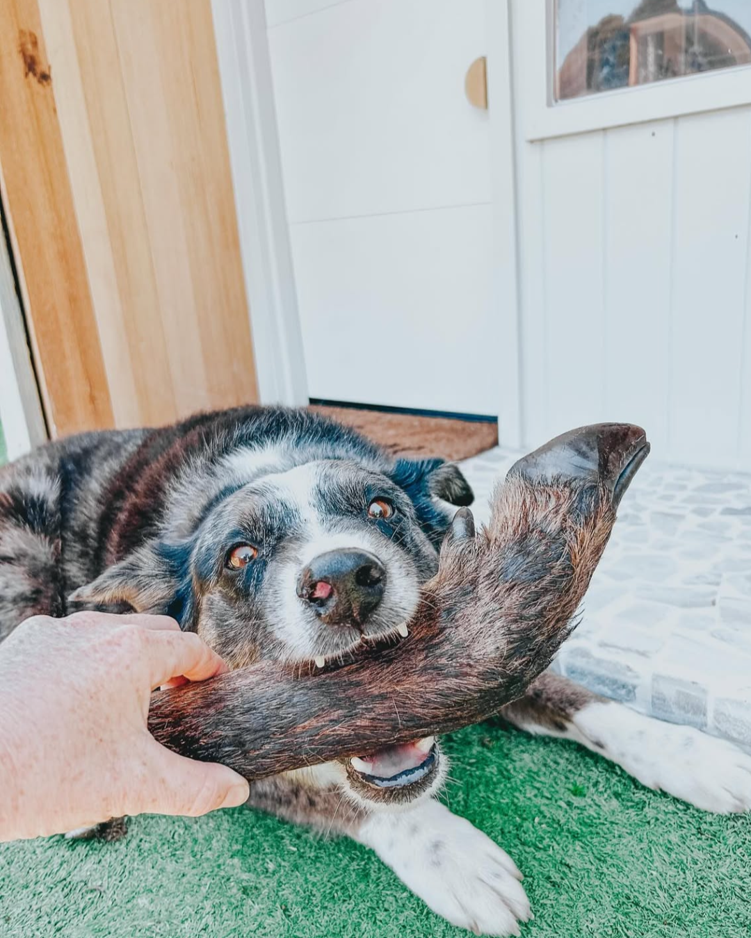 Venison Legs with Fur (2 Pack)