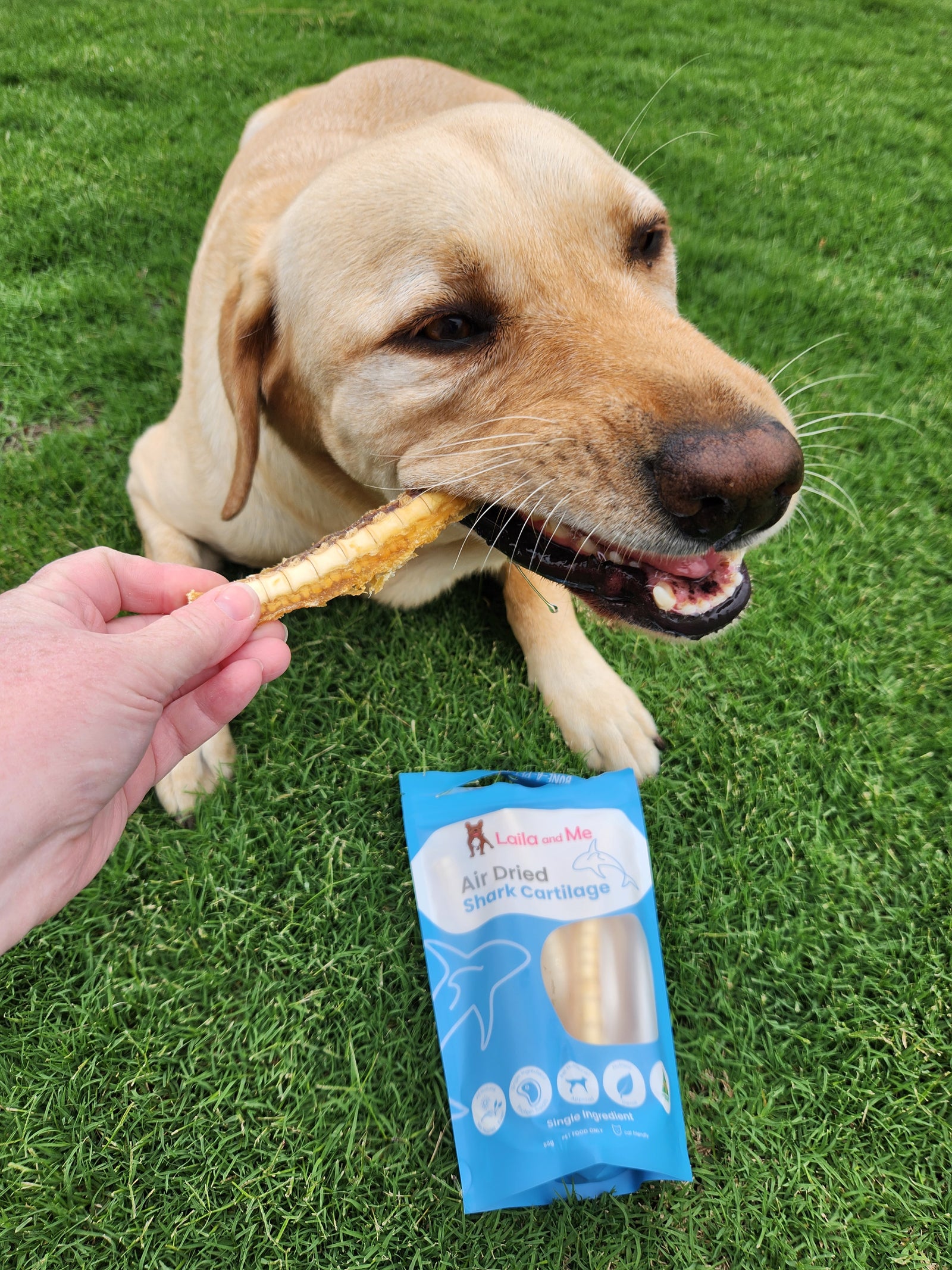 Australian Gummy Shark Cartilage