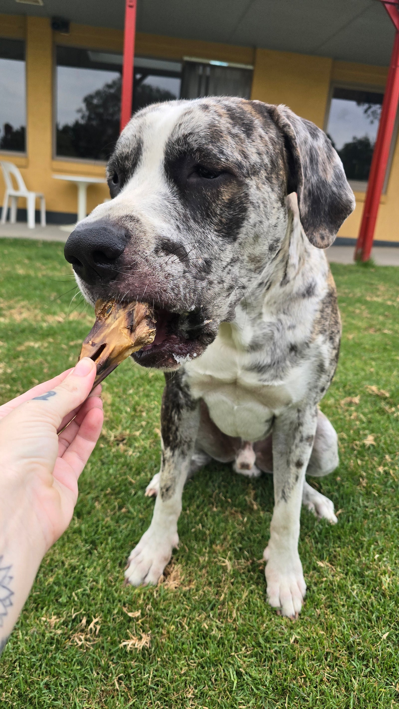 Dehydrated Duck Heads
