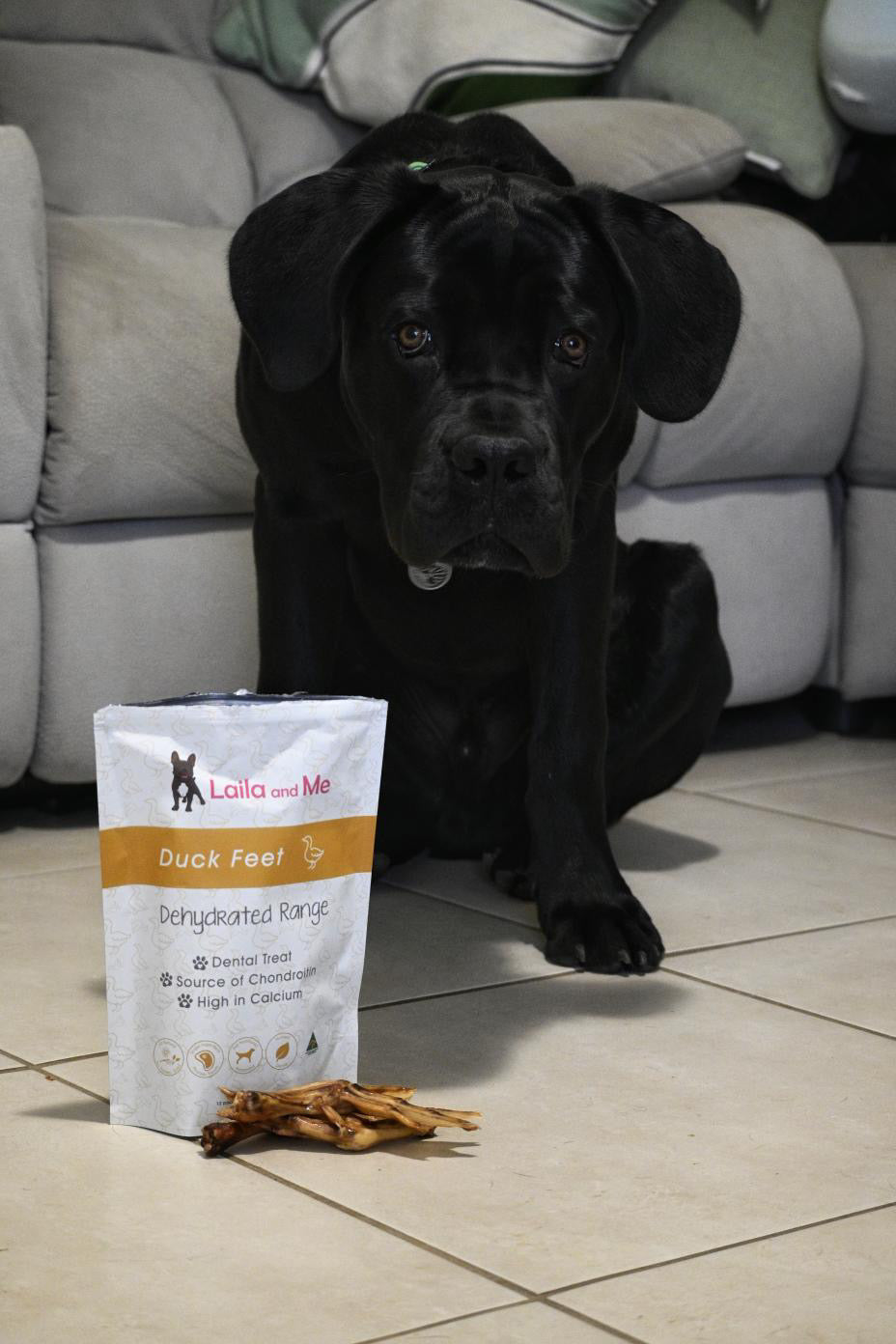 King Omen sitting next to a bag of Laila and Me duck feet dog treats