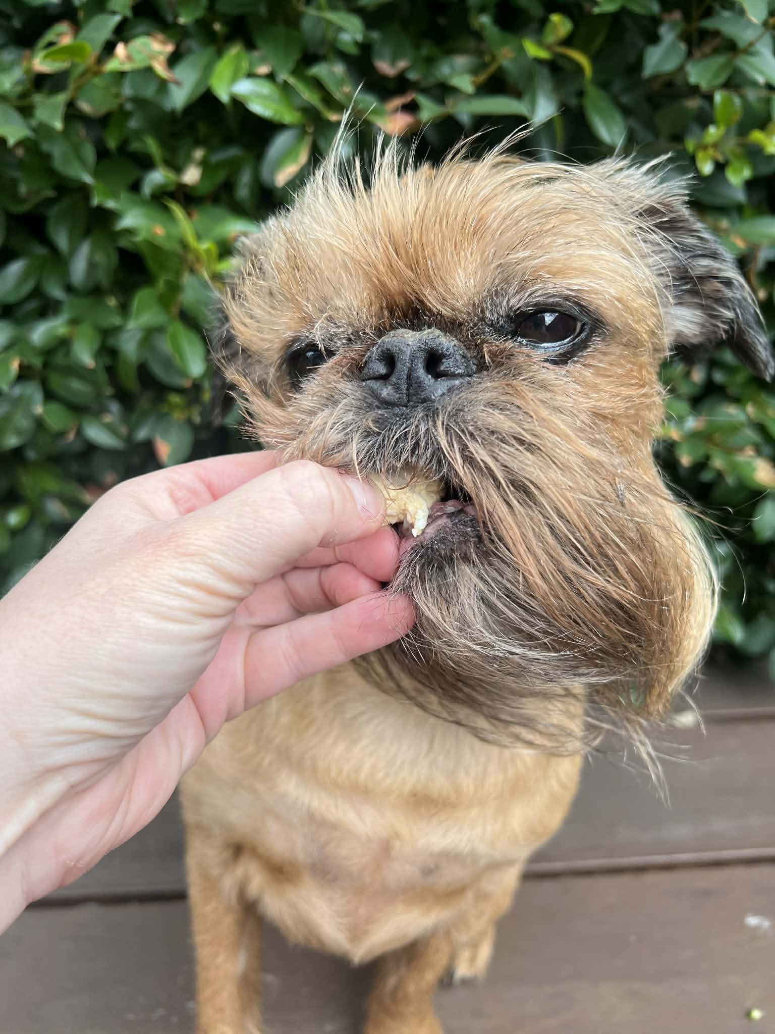 Freeze-Dried Crocodile