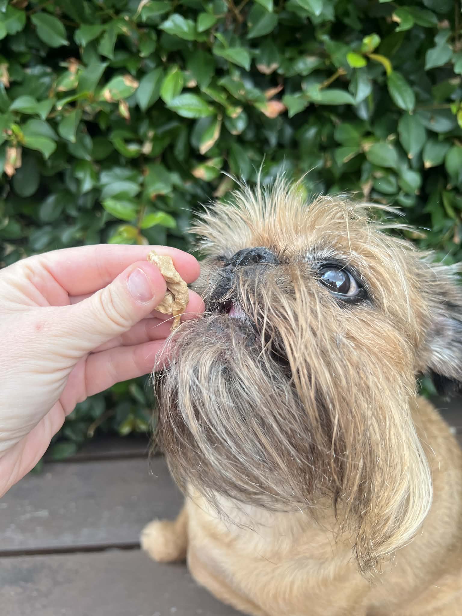 Freeze Dried Pork Tongue