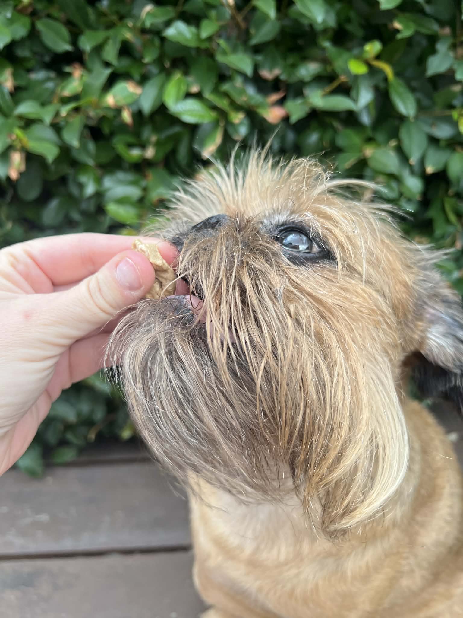 Freeze Dried Pork Tongue