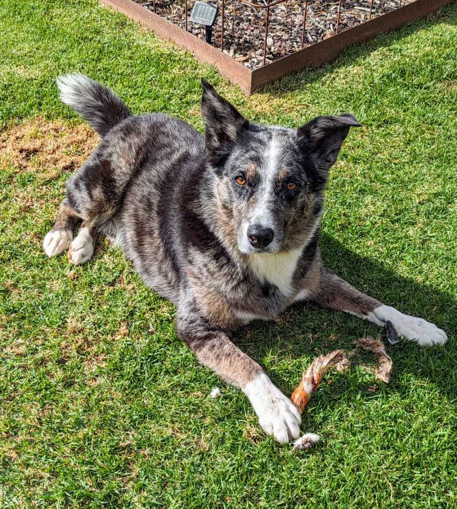 Laila and Me Natural Long Lasting Rabbit Hide Chew Treat Long Lasting Affordable Healthy Dog Treat