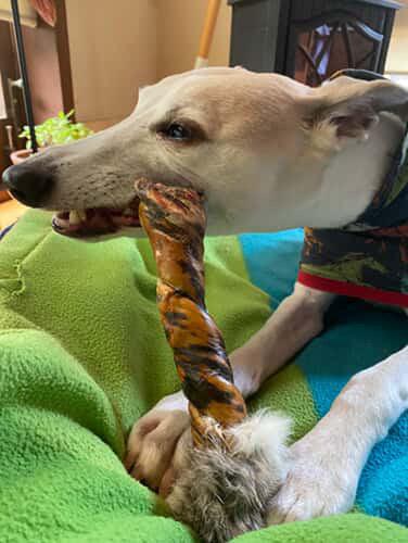 Dehydrated rawhide alternative dog treat t Laila and me