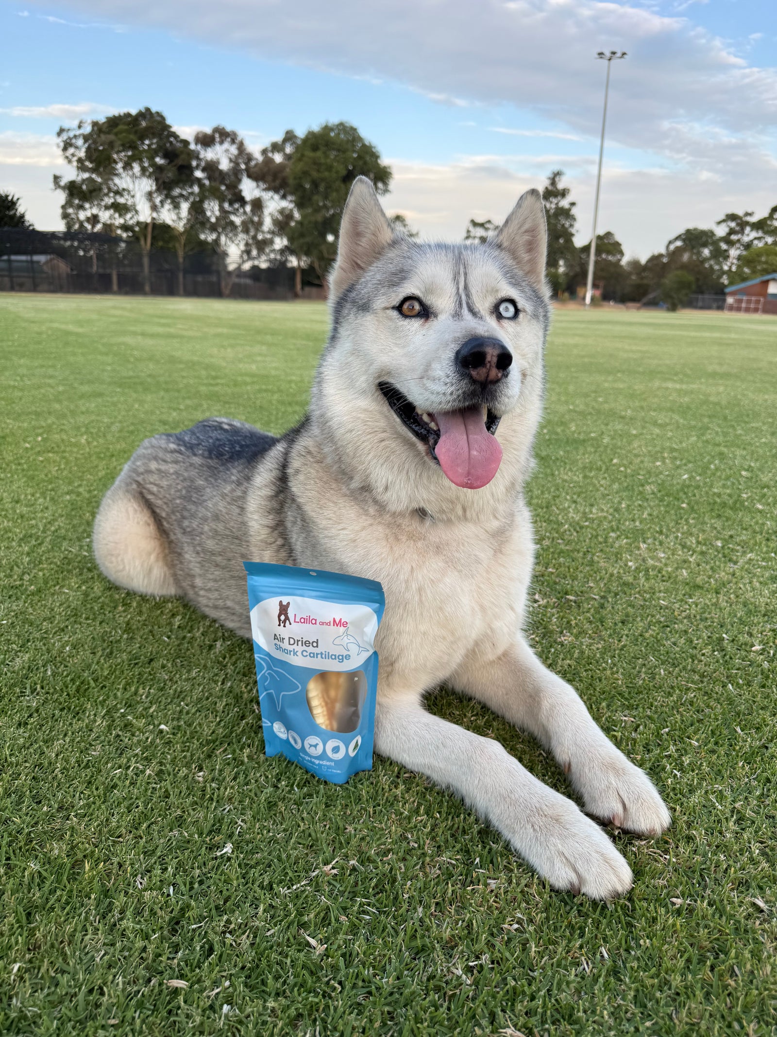 Australian Gummy Shark Cartilage
