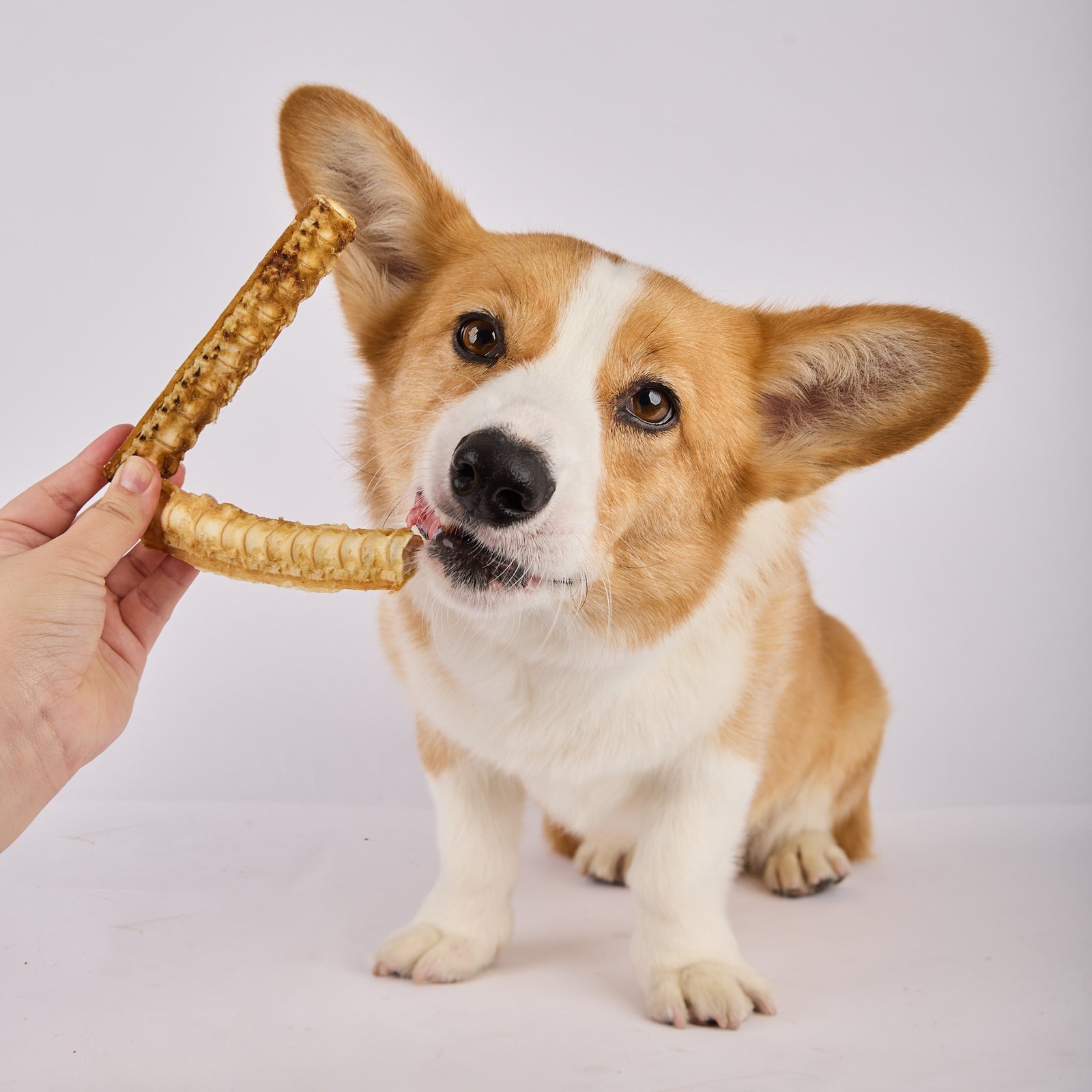 High value dental dog treats made in Australia