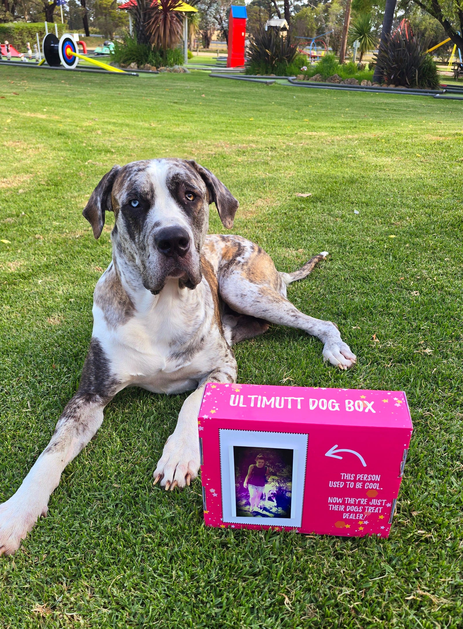 Ultimutt Dog Box | Monthly Subscription Box