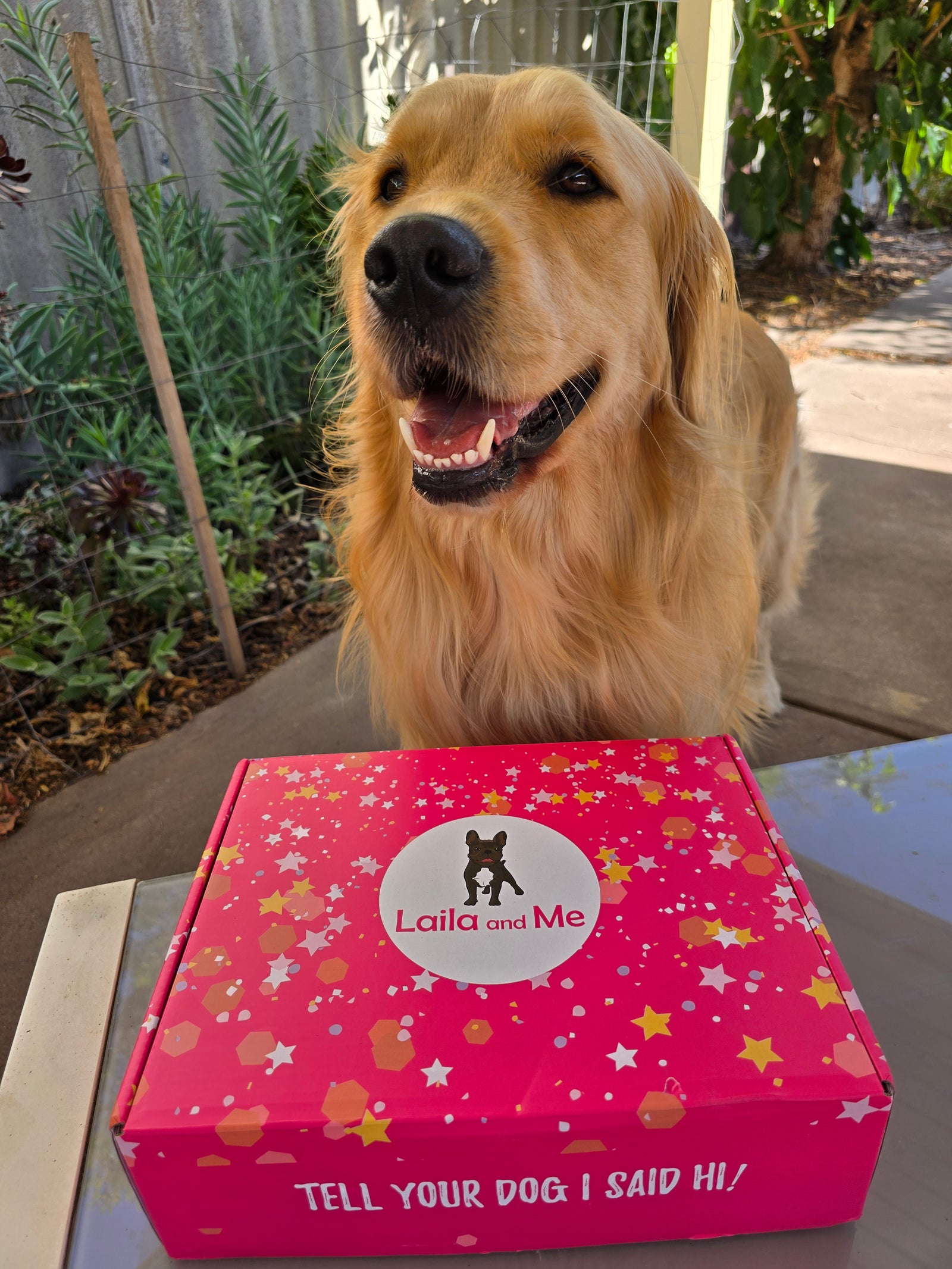 Ultimutt Dog Box | Monthly Subscription Box