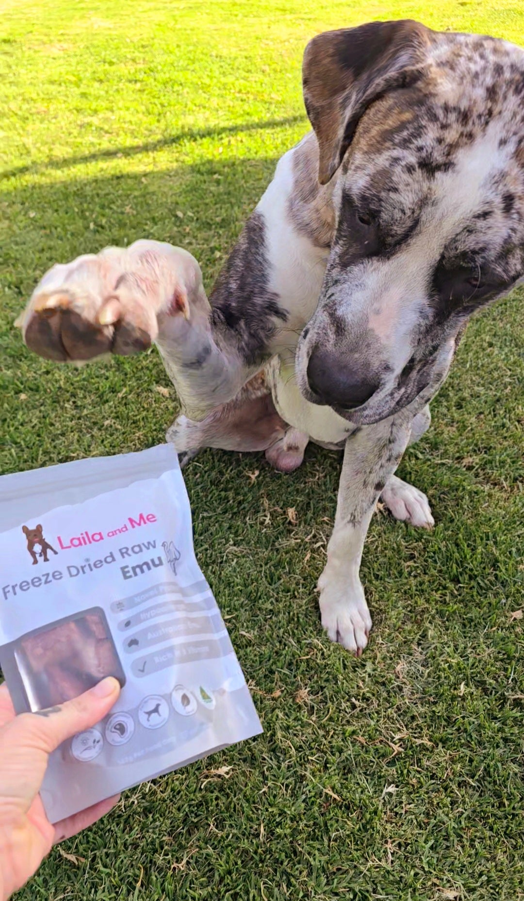 Ultimutt Dog Box | Monthly Subscription Box