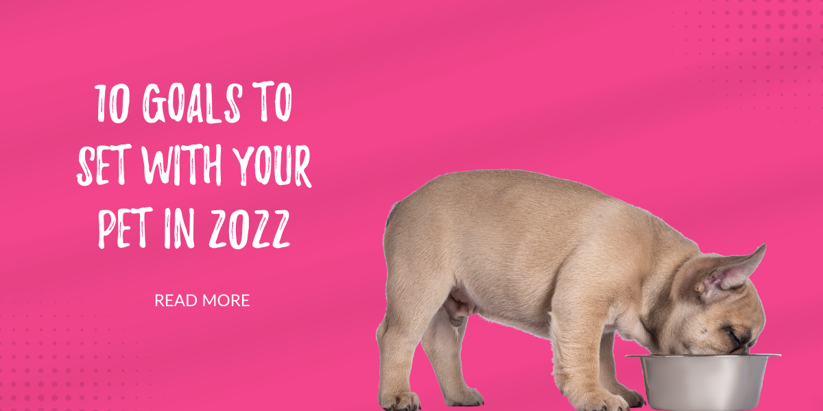 10 Goals to achieve in 2022 with your pet