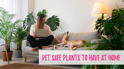 6 Pet Friendly Plants - Laila and Me