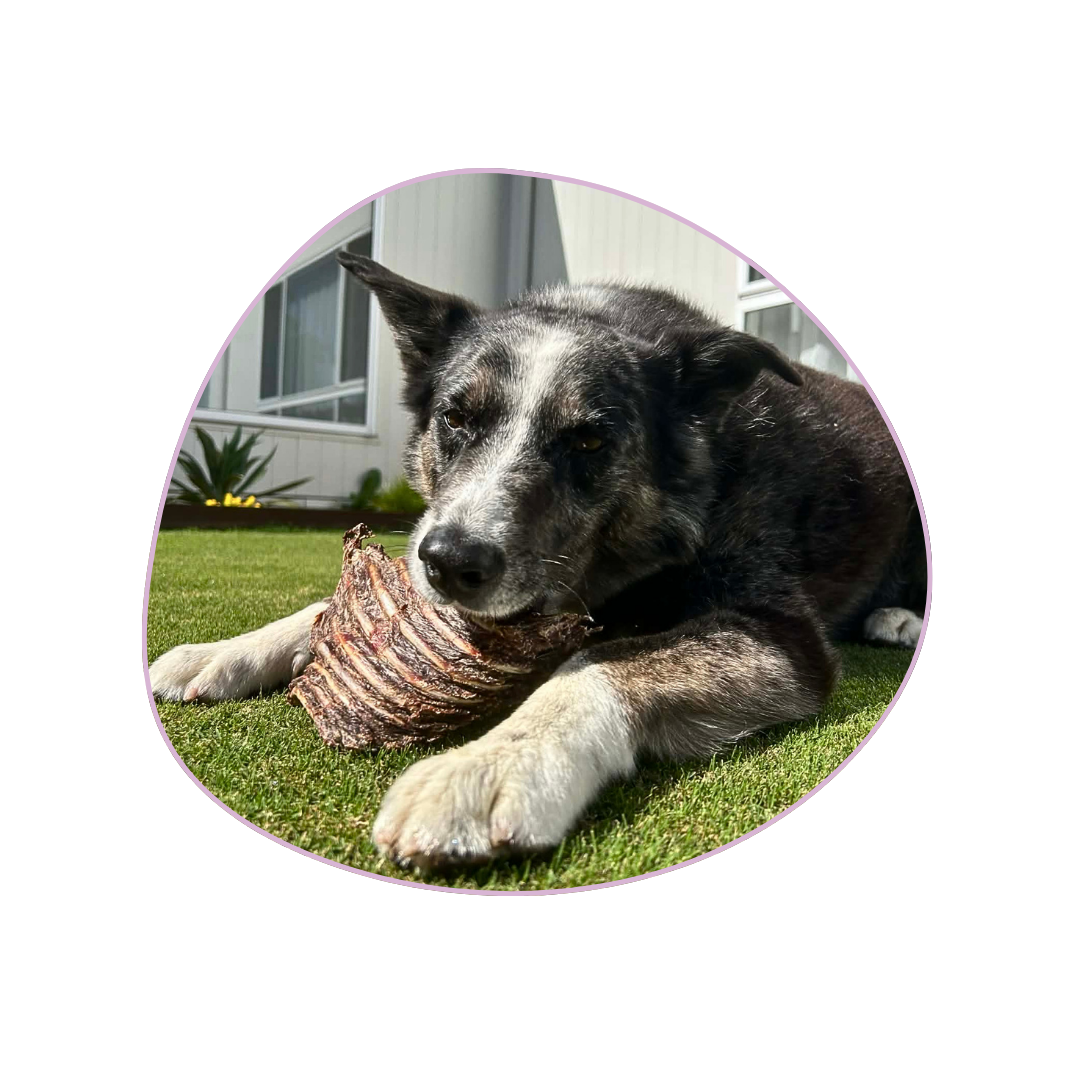 Dog Chewing Kangaroo Ribs