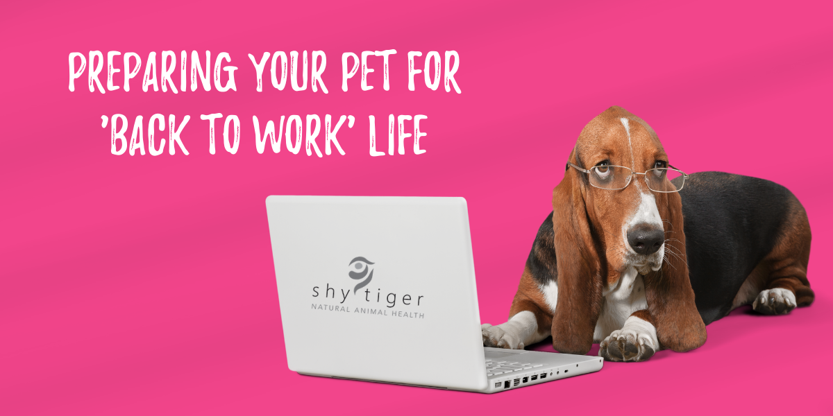 How to go back to work with dogs - Laila and Me