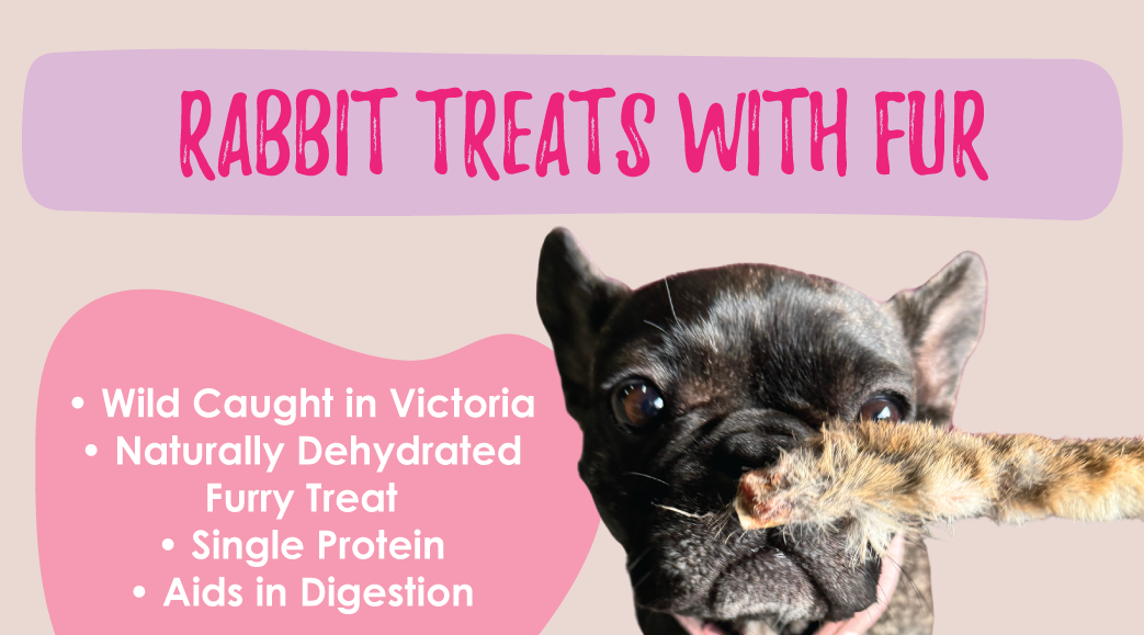 A cute French Bulldog with a single ingredient rabbit treat in front of her nose with the title Rabbit Treats with Fur - the newest product from Laila and Me dog treat brand. 