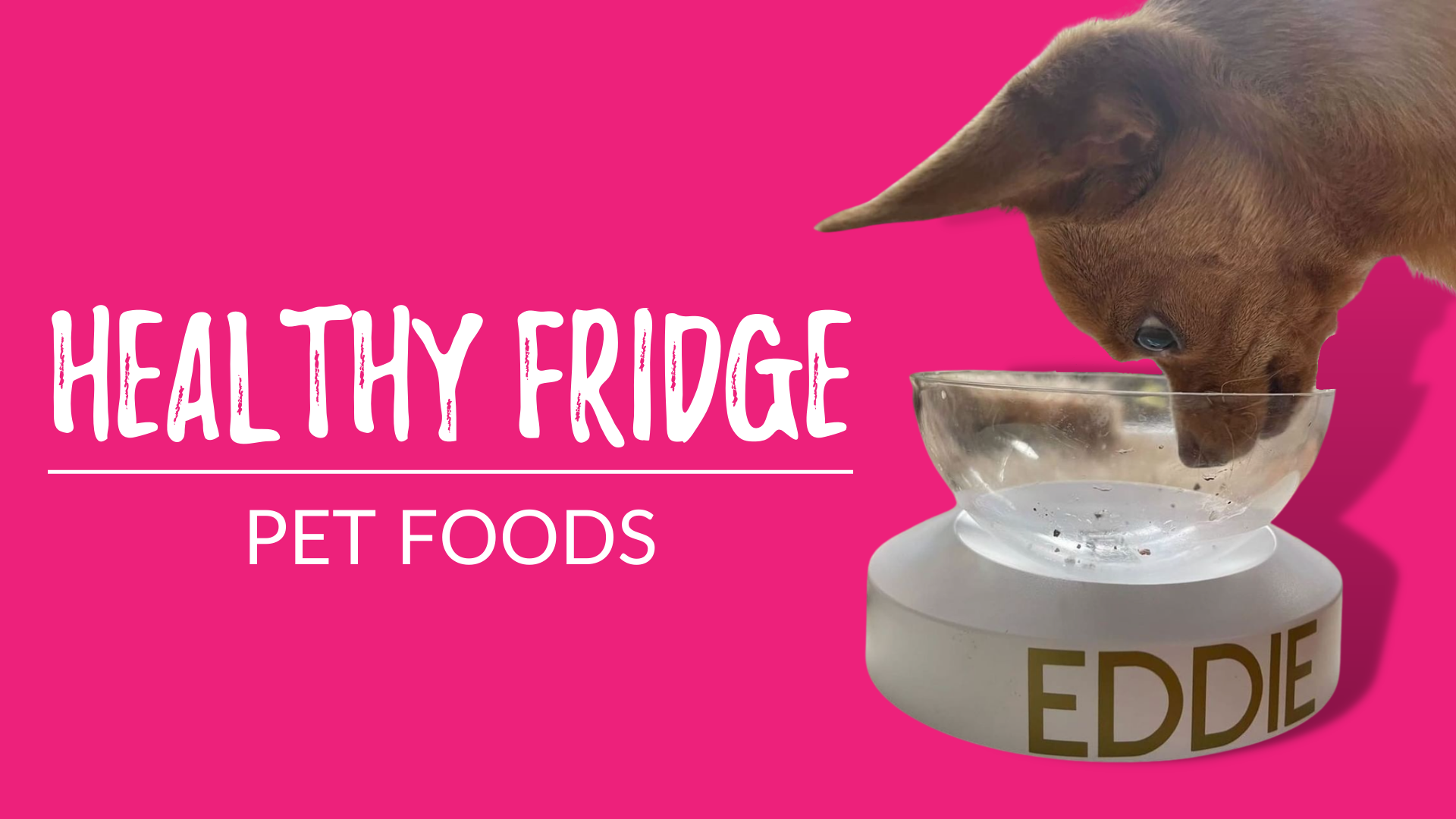 Healthy Food in your fridge for Pets - Laila and Me