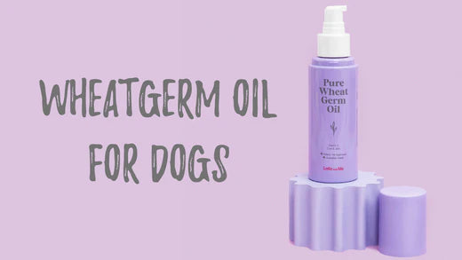 Wheat germ oil for pets Article by laila and me