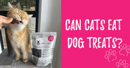 Can cats eat treats and dog treats? Laila and Me
