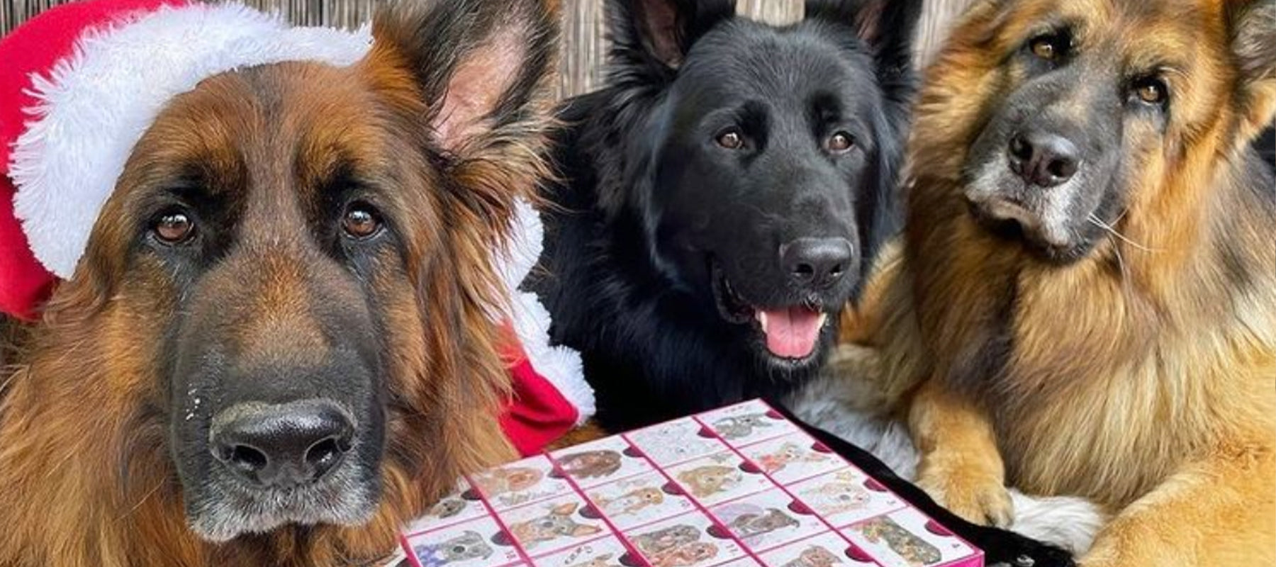 What To Get My Pet For Christmas Shop Our Treats Online Laila And Me what-to-get-my-pet-for-christmas-shop-our-treats-online-laila-and-me