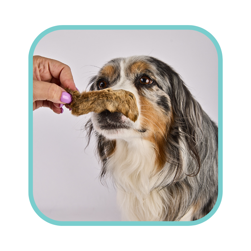 Your Dog Was Built to Eat the Whole Animal. Here's the Science to Prove It.