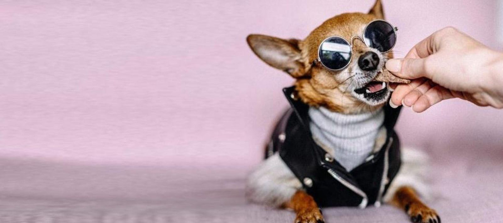 There are three common processing mechanisms for pet treats; freeze dried, dehydrated and air dried. They’re all dried so what makes them different? 